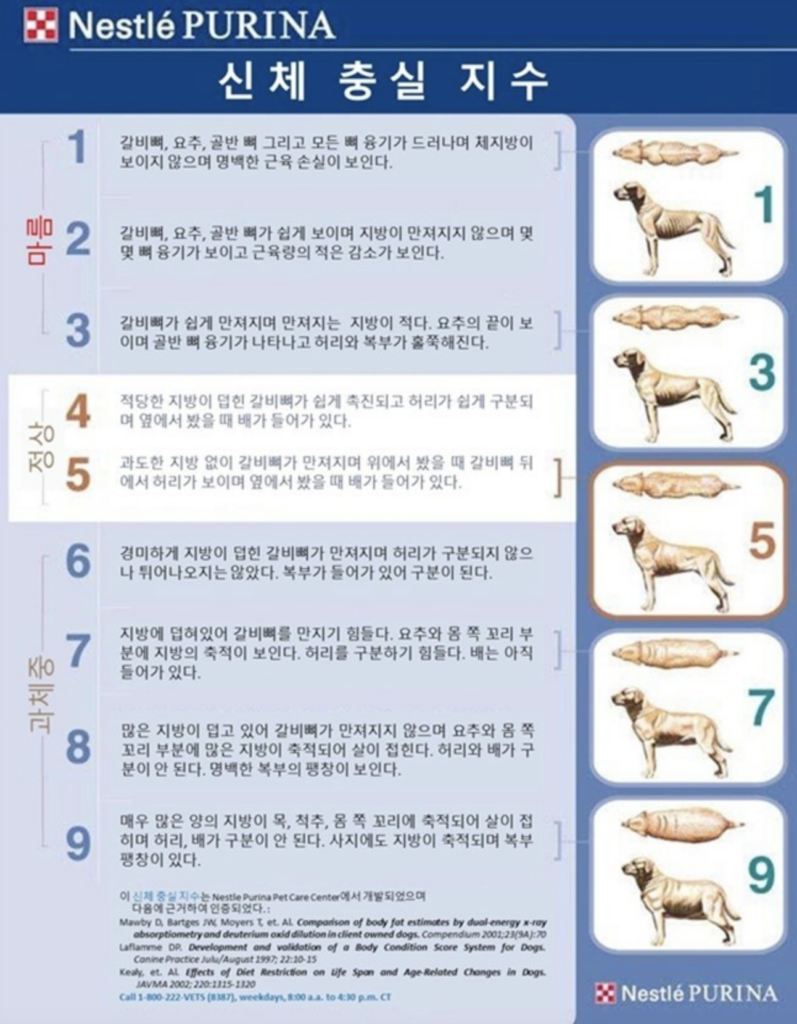 강아지 다이어트 사료 추천 & 다이어트 성공 비결